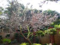 普陀精舍110年梅花盛開