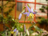 普陀精舍的花花世界