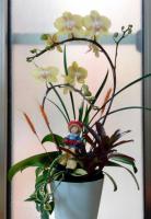 普陀精舍新春特景