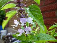 2018年福慧佛學班