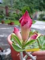 2017年福慧佛學班